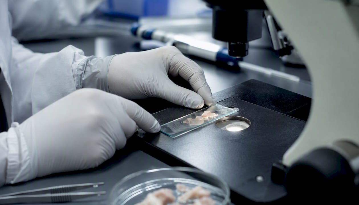 Gloved hands adjusting joint tissue microscope slide