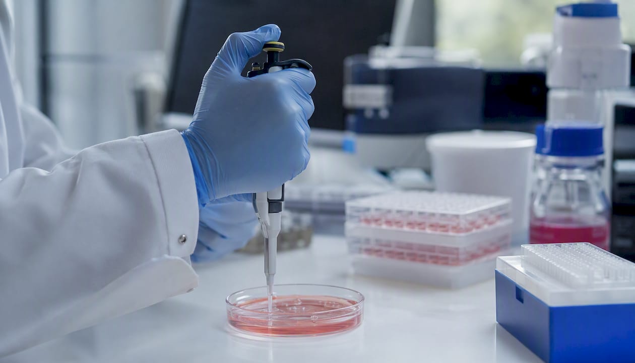 Micropipette adding reagent to chondrocyte culture