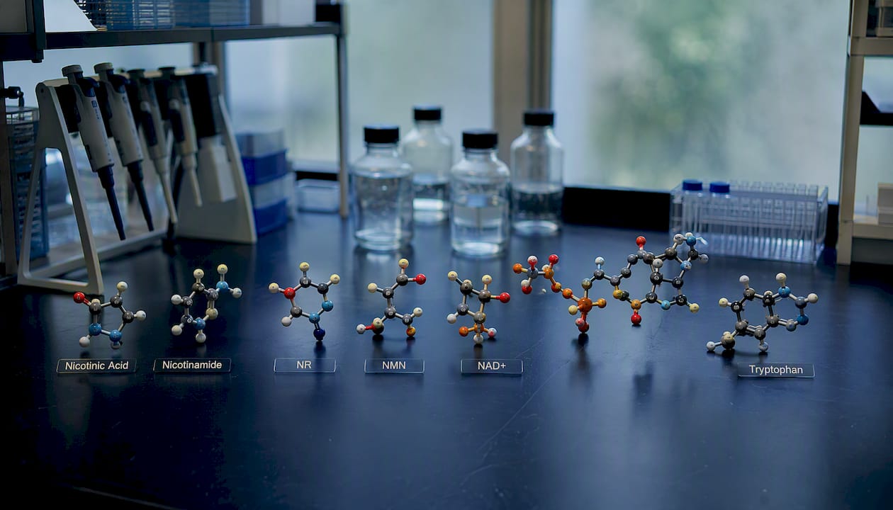 NAD+ molecular model on lab bench