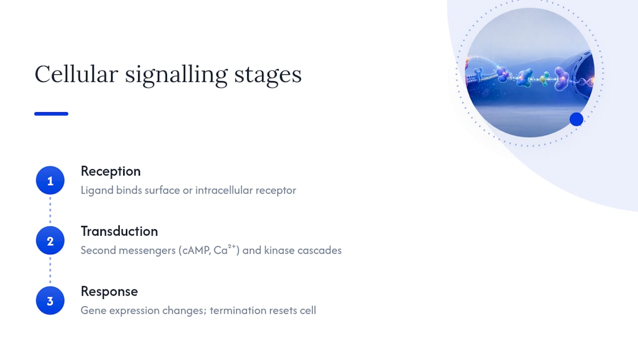 Diagram of three stages of cellular signalling